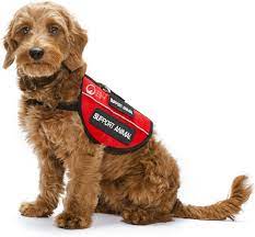 Dog Training Elite In Home Dog Trainer In Colorado Springs