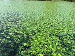 Image result for Trapaceae