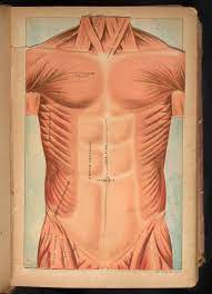 Anatomy of chest and stomach. Three Dimensional Anatomical Diagram Of Chest And Abdomen Science History Institute Digital Collections
