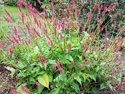 Image result for Persicaria amplexicaule