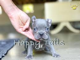 Bulldog in dogs & puppies for sale. Cyrus Exotic Lilac Frenchie Male Puppy For Sale In Ohio French Bulldog Puppy For Sale In Akron Canton Oh Happy Valentines Day Happyvalentinesday2016i