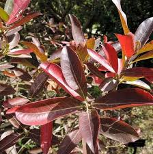 Image result for Combretum kraussii