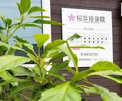 骨盤矯正 交通事故施術なら 島田市本通の桜井接骨院 整体院