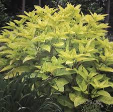 Image result for Phytolacca