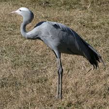 Below you can find a complete list of south american animals. List Of Birds Of South Africa Wikipedia