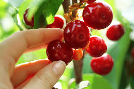 Faktoren und methoden, um sie zu bekämpfen.fast alle obstkulturen mit verschiedenen krankheiten betroffen, ungeziefer.cherry ist keine ausnahme. Kirschen Ernten Kraut Ruben