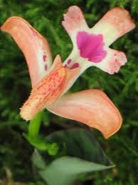 Image result for Cynorkis debilis