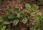 Image result for Indigofera flavicans