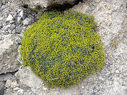 Image result for Euphorbia spissiflora