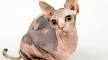 Sphynx cat - Wikipedia