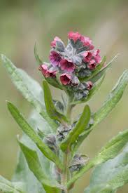 Image result for Rhipidoglossum eggelingii