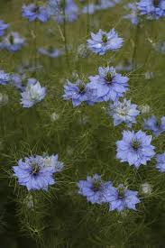 Rosenbegleiter Die Schonsten Partner Jungfer Im Grunen Rosenbegleiter Einjahrige Blumen