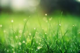 hd blurred grass wallpaper 9311 wallpapers green grass 3228046 hd wallpaper backgrounds download hd blurred grass wallpaper 9311