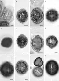 Image result for Macledium sessiliflorum