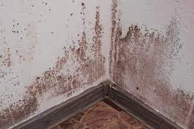 Behind your refrigerator beneath stacks of newspapers or cardboard behind the drywall in wall stud spaces that contain plumbing lines below sinks behind the wallboard around. Moving In How To Check For Mold In Your Home South Florida Caribbean News