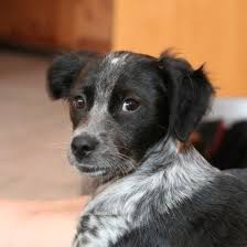 Hunde in not hoffen auf ihre hilfe. Respektiere Com