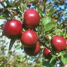 Apple maggots, codling moths and plum curculio are some of the when pruning your tree to remove broken branches, watch out for signs of disease and pest infestation. Starkspur Arkansas Black Apple Apple Trees Stark Bro S