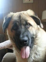 Check spelling or type a new query. German Shepherd X Great Pyrenees Mix 8 Months Old Great Pyrenees Rottweiler Grand Dog