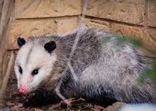 What does possum smell like?