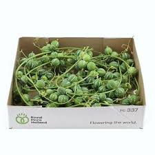 Image result for Diplocyclos