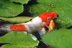 0809120924 D700 2 Koi Carp Fish Koi Fish Koi Fish Pond