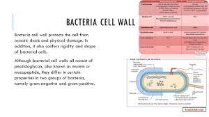 Bacterial cell wall has following functions: Cell Wall By Ruben C Velez Ppt Download