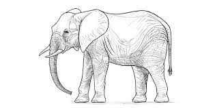 Sketsa gambar hewan gajah elephant coloring pages 698x520 download hd wallpaper wallpapertip. Cara Menggambar Gajah Langkah Demi Langkah