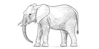 Download gambar sketsa hewan gajah mewarnai gambar burung flamingo via gambar.co.id. Cara Menggambar Gajah Langkah Demi Langkah