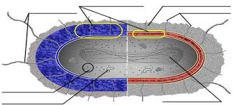 This basic animal cell diagram with labels is simple yet provides your children with a visual aid and allows them to apply their knowledge of animals cells. Cells Alive Worksheet