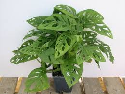 Daily Limit Exceeded Plants Philodendron Trees To Plant