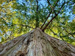 Check spelling or type a new query. Meet The Trees The Dawn Redwood April 13 2020 Friends Of The Public Garden