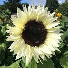 Procuta White Nite Sunflower Seed Territorial Seed Company Types Of Sunflowers White Sunflowers Sunflower