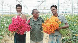 Gerbera Flower Farming
