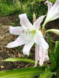 White flowers names in telugu. Sudarshan Crinum Latifolium Uses Research Medicine Easy Ayurveda