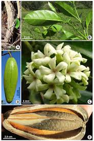 Ruehssia tressensiae. A, tallo. B, rama con hojas. C, inflorescencia....