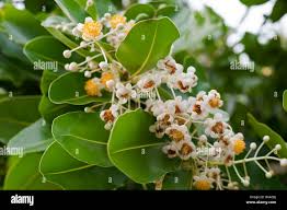 Image result for Calophyllum inophyllum