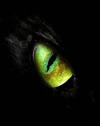 Cat Eye Animated By Hetorakelt On Deviantart Dragon Pictures Dragon Artwork Dragon Eye Drawing