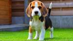 Beagle Puppies For Sale | Available in Phoenix & Tucson, AZ