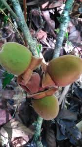 Image result for Bridelia brideliifolia