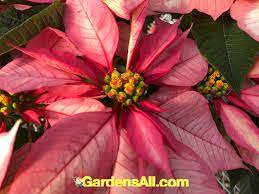 Poinsettia Care - How To Keep Poinsettias Alive - Gardensall
