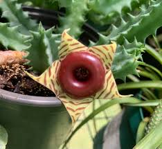 Image result for Huernia zebrina