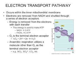 Nicotinamide adenine dinucleotide (nad) is a coenzyme central to metabolism. Lecture Photosynthesis Dr Akm Shafiqul Islam Ppt Download