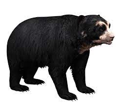 Spectacled Bear Aurora Designs Zt2 Download Library Wiki Fandom Powered By Wikia Spectacled Bear Aurora Design Bear
