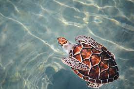 Dark purple aesthetic anime wallpaper total update. 500 Turtle Pictures Download Free Images On Unsplash