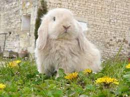 Pin En Fancy Rabbits