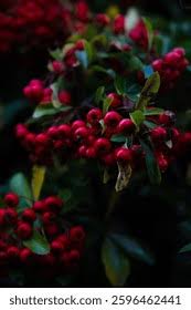 Image result for Myrsinaceae