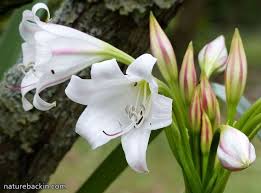Image result for Crinum walteri