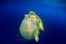 sink or swim biographic