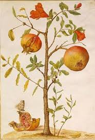 Pin By Megan Granholm On Illustration Student Inspirations Botanical Drawings Botanical Illustration Botanical Painting