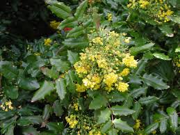 View more property details, sales history and zestimate data on zillow. Mahonia Aquifolium Oregon Grape Holly A Lovely Evergreen Shrub Hardy Everywhere In New Engla Organic Gardening Aquaponic Gardening Organic Vegetable Garden